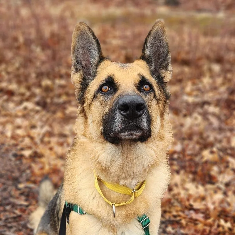 An adult large-sized male Sable German Shepherd Dog dog named Rocky for adoption in Warwick, RI
