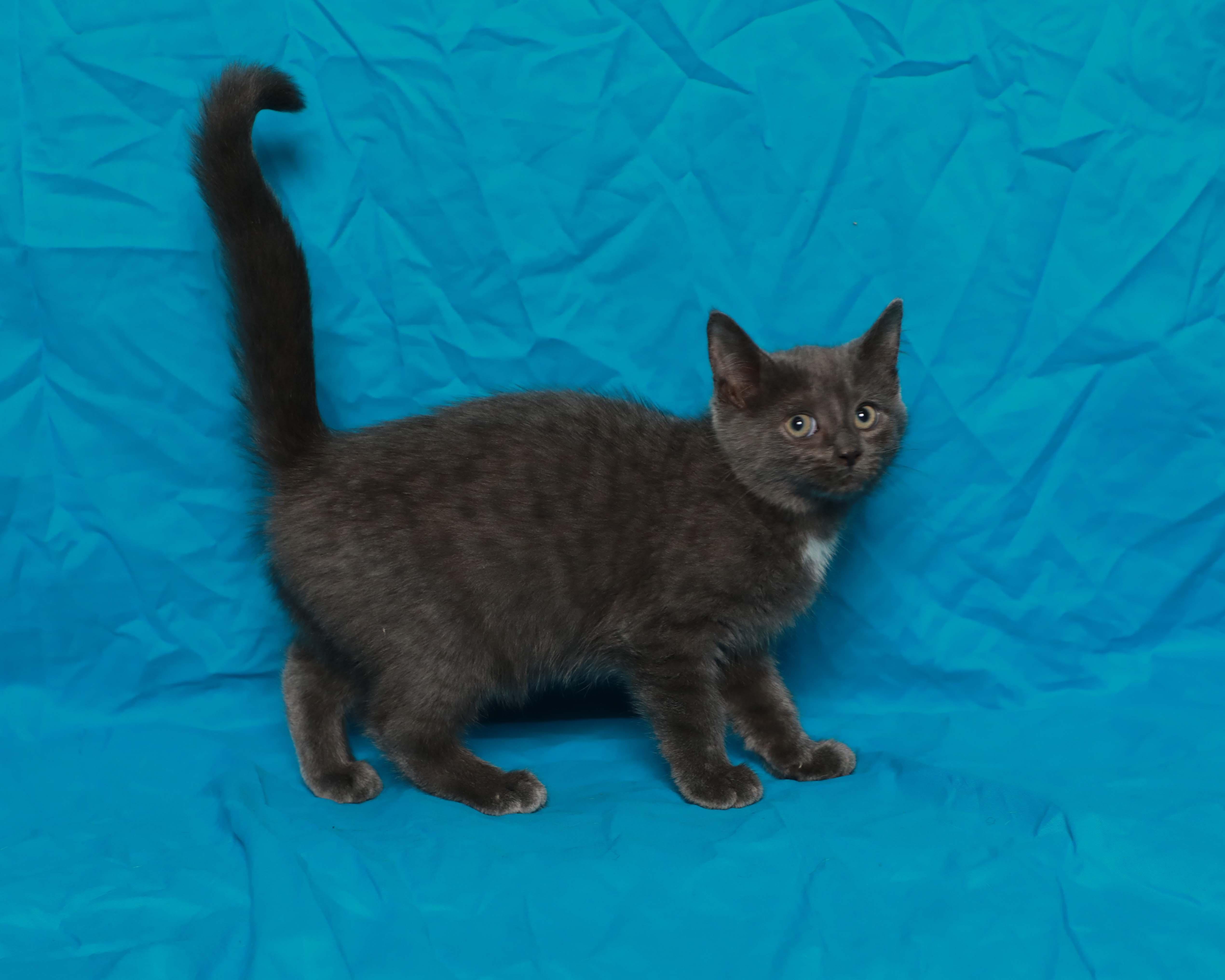 A baby medium-sized female Gray / Blue / Silver Domestic Medium Hair cat named Ash for adoption in Rock Falls, IL