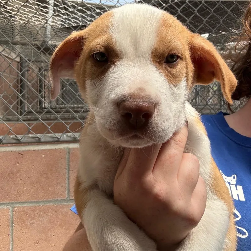 A baby small-sized male Yellow / Tan / Blond / Fawn English Bulldog dog named Peridot for adoption in Santa Barbara, CA