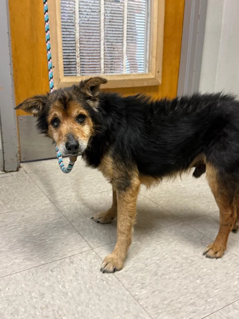 A senior medium-sized male Terrier dog named Haiku for adoption in Sorrento, LA