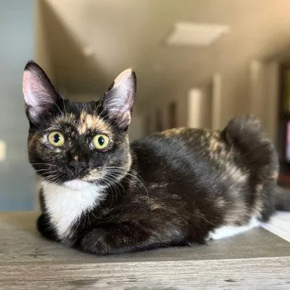 An adult medium-sized female Domestic Short Hair cat named Dough Re Me Kershaw for adoption in Hudson, MA