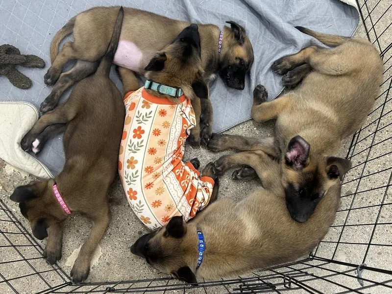 A baby large-sized male Belgian Shepherd / Malinois dog named Marcel for adoption in China Township, MI