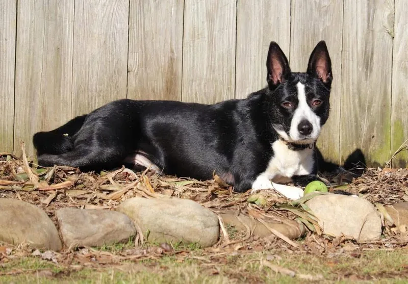Dixie thumbnail 6
