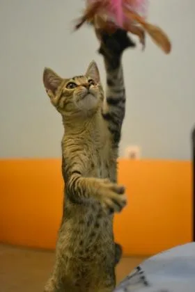 A baby medium-sized male Domestic Short Hair cat named Cosmo for adoption in New Orleans, LA
