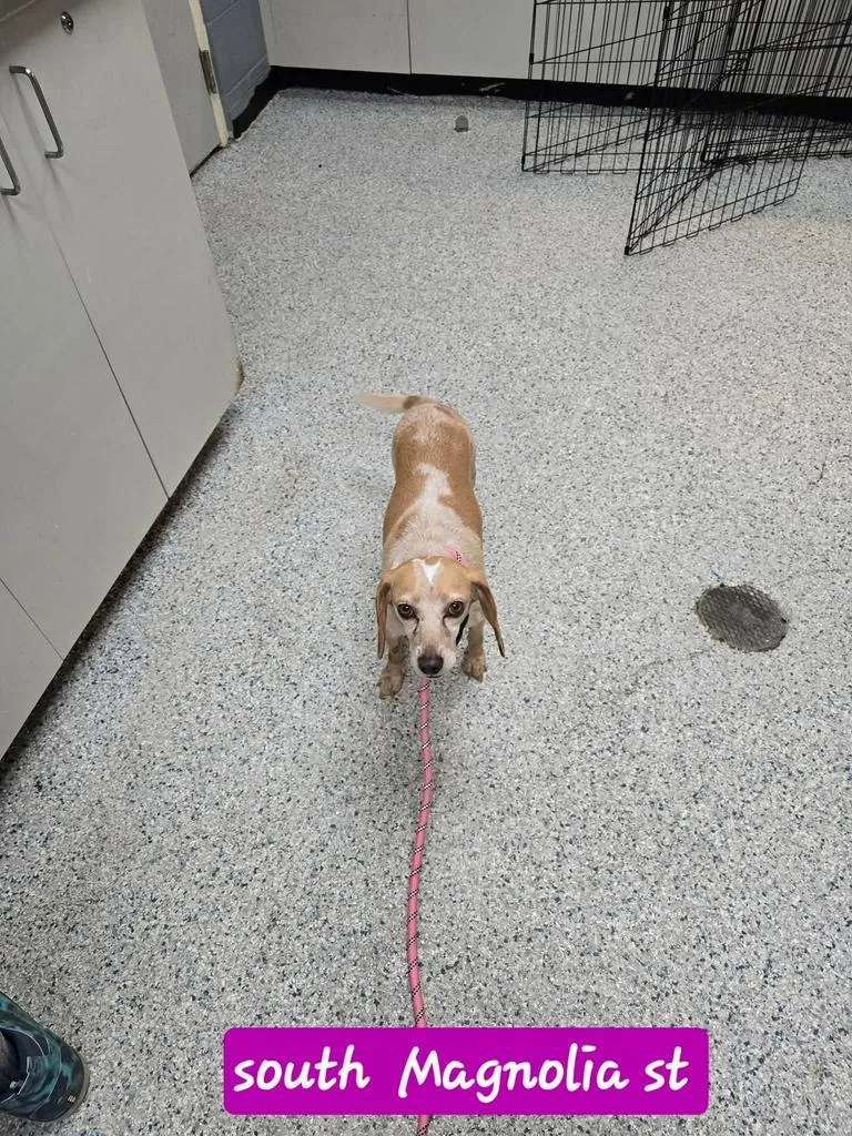 An adult small-sized female Beagle dog named Dumplin for adoption in Livingston, LA