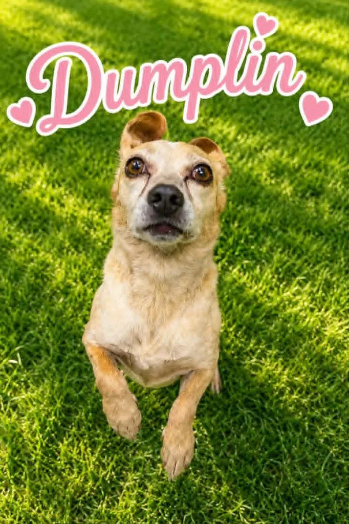 Dumplin thumbnail 2