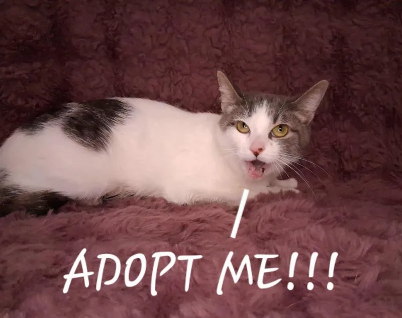 A young medium-sized female Domestic Short Hair cat named Tanisha for adoption in Wintersville, OH