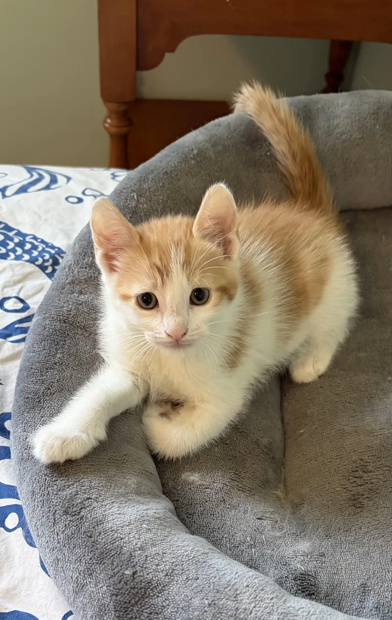 A baby small-sized male Orange & White Domestic Short Hair cat named Logan for adoption in Turnersville, NJ