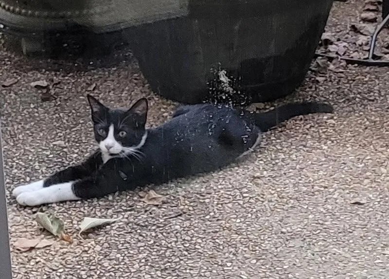 A young small-sized male Domestic Short Hair cat named Bruce for adoption in Horn Lake, MS