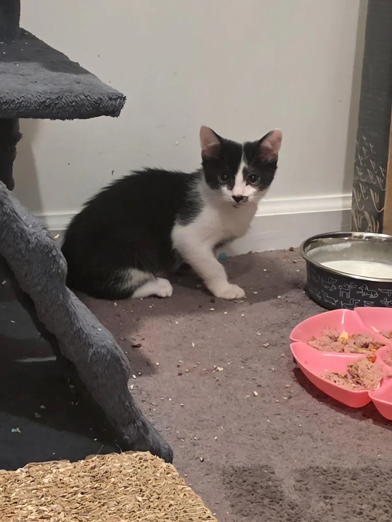 OREO & Mama Noir thumbnail 2