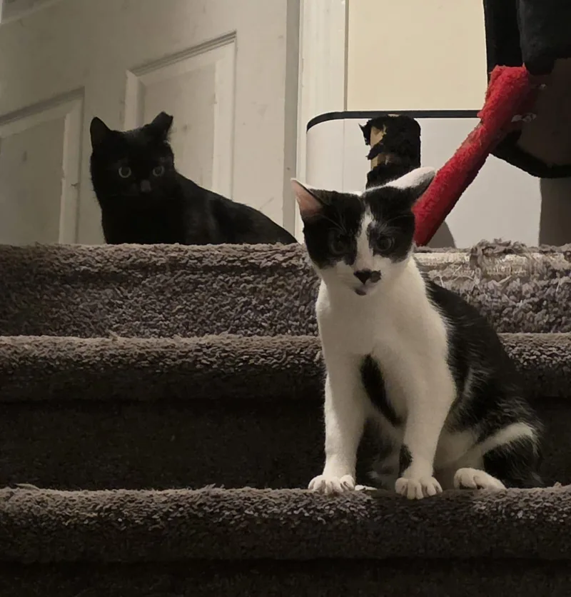 OREO & Mama Noir thumbnail 3