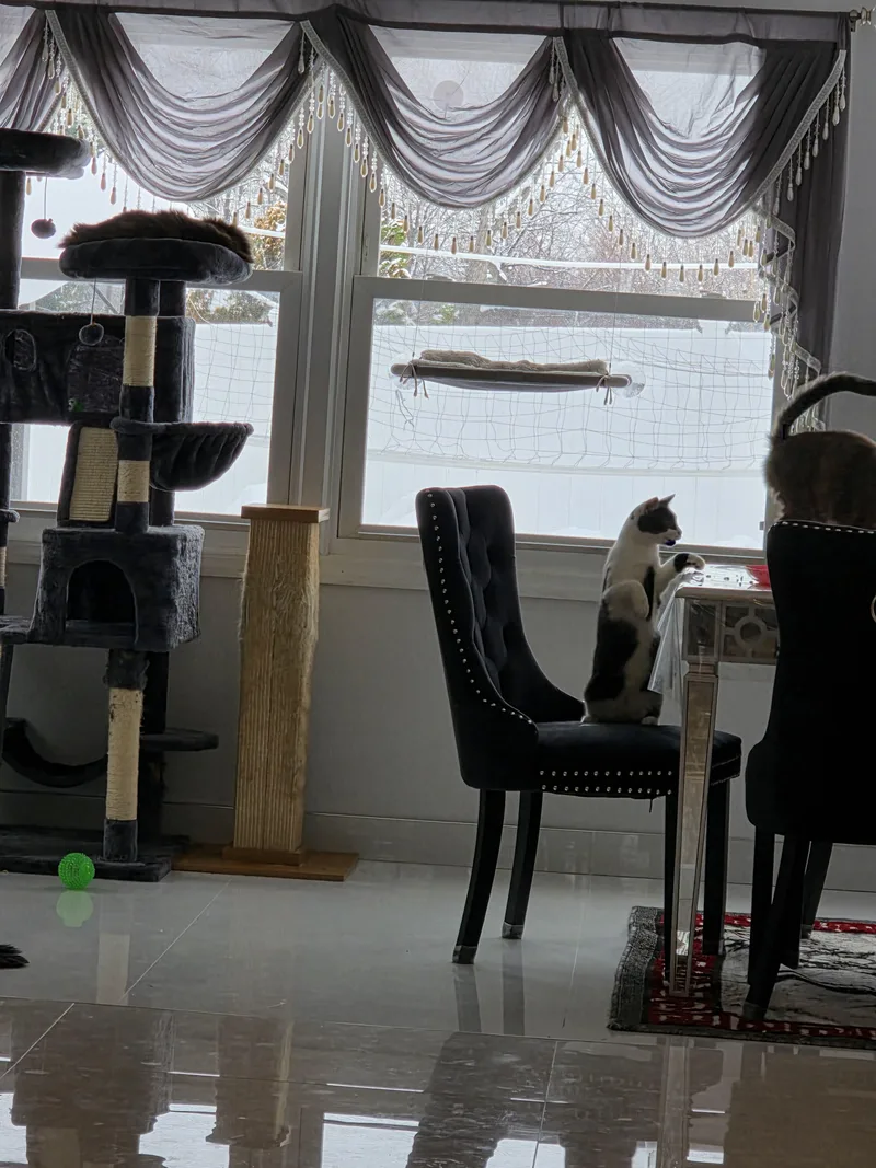 OREO & Mama Noir thumbnail 5