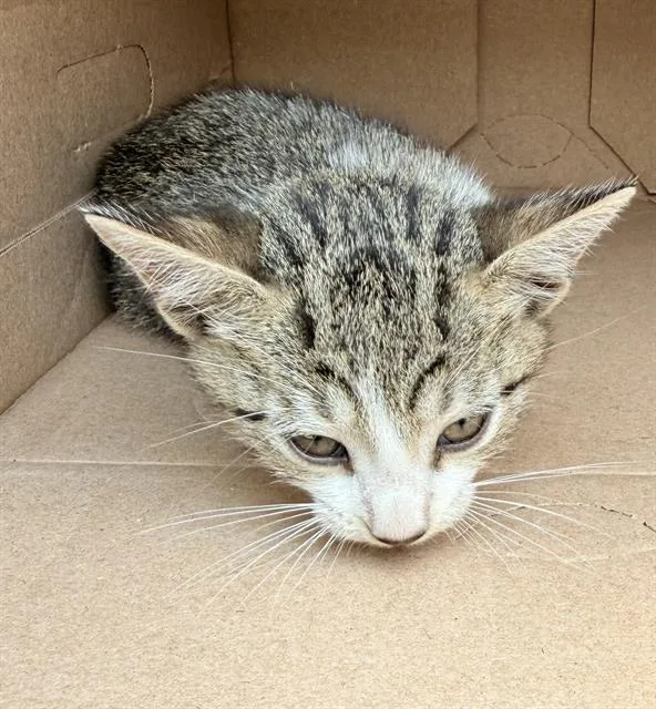 A baby small-sized female Domestic Short Hair cat named Mia for adoption in San Antonio, TX