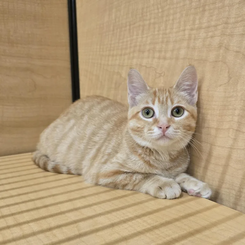 A baby medium-sized female Tabby (Orange / Red) Domestic Short Hair cat named Mai Tai for adoption in Warr Acres, OK