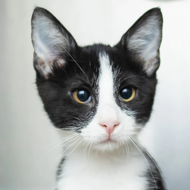 A baby small-sized male Black Domestic Short Hair cat named Figaro for adoption in Middletown, RI
