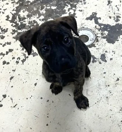 A baby medium-sized female Pit Bull Terrier dog named Monica for adoption in West Memphis, AR