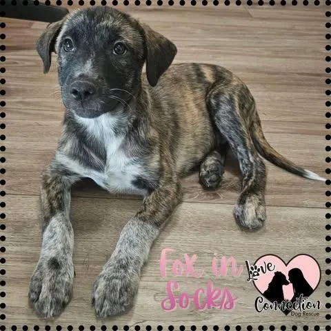 A baby medium-sized female Brindle Shepherd dog named Fox In Socks for adoption in Gilbert, AZ
