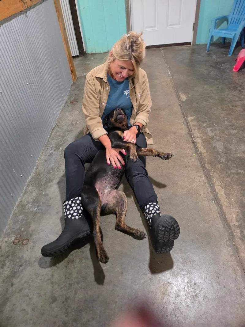 A young medium-sized female Mixed Breed dog named Princess P for adoption in Point Pleasant, WV