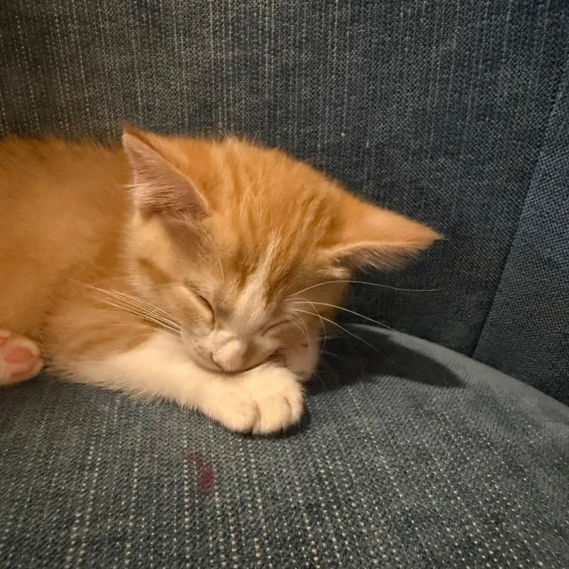 A baby small-sized male Tabby (Orange / Red) Domestic Short Hair cat named Rubble for adoption in Rochester Hills, MI