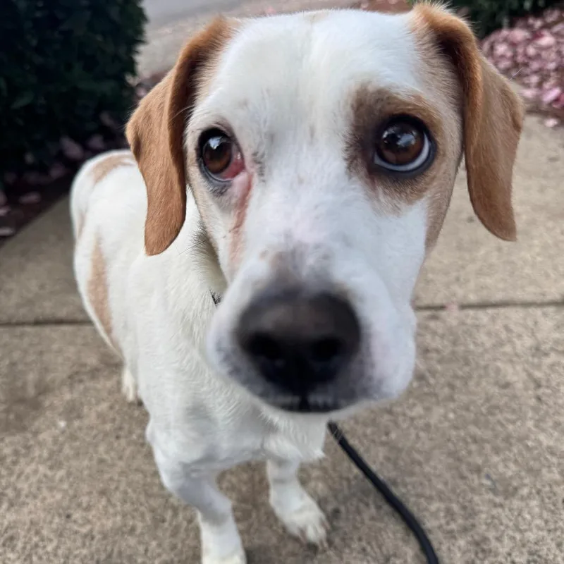 An adult small-sized male White / Cream Basset Hound dog named Bart for adoption in Newberg, OR