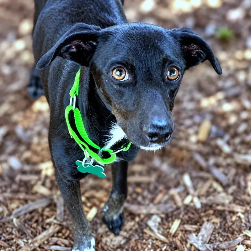 An adult small-sized female Black Chihuahua dog named Darlene for adoption in Boerne, TX