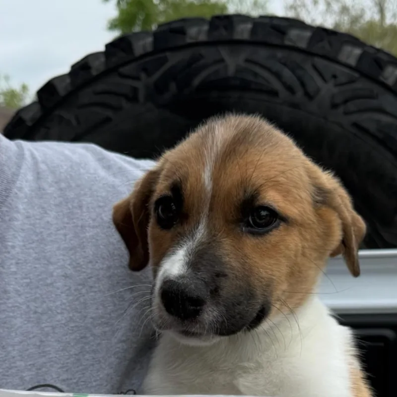 A baby small-sized female Yellow / Tan / Blond / Fawn Mixed Breed dog named Jenna for adoption in Rockville, MD