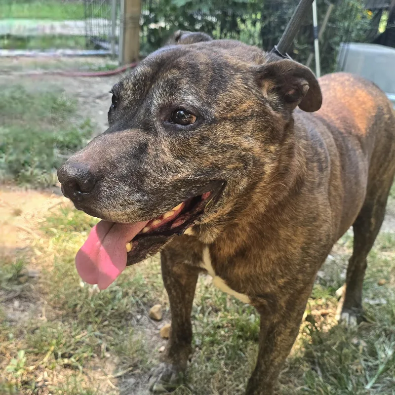 A senior medium-sized male Brindle Pit Bull Terrier dog named Rufus for adoption in Arlington, TN