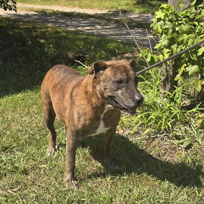Rufus thumbnail 2