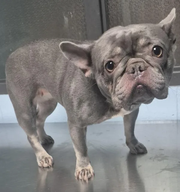 An adult small-sized female French Bulldog dog named Ic for adoption in Lawrenceville, GA