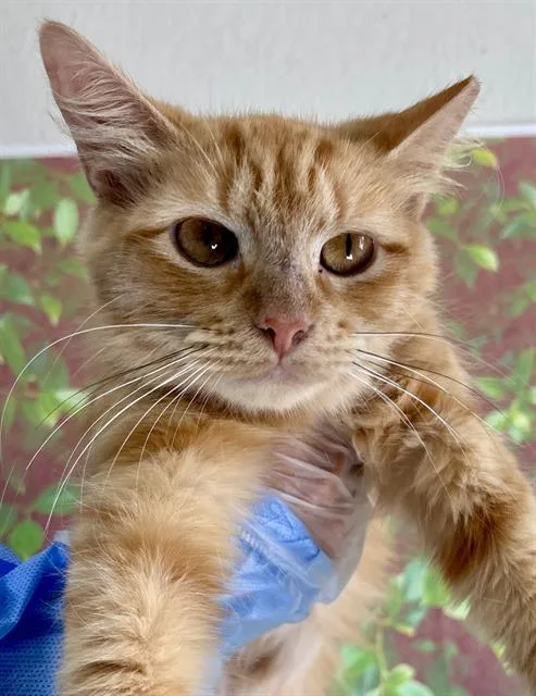 A young medium-sized female Domestic Short Hair cat named Popcorn for adoption in San Antonio, TX