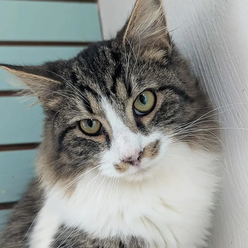 An adult medium-sized male White Tabby cat named Richard Burke for adoption in Shippenville, PA