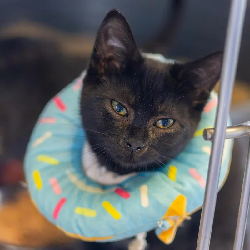 A baby small-sized female Black Domestic Short Hair cat named Duvalin for adoption in Wilmington, DE
