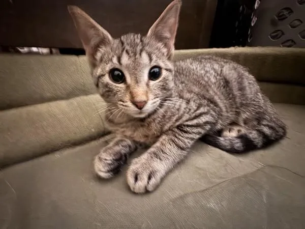 A baby medium-sized male Domestic Short Hair cat named Louie for adoption in Wilmington, NC