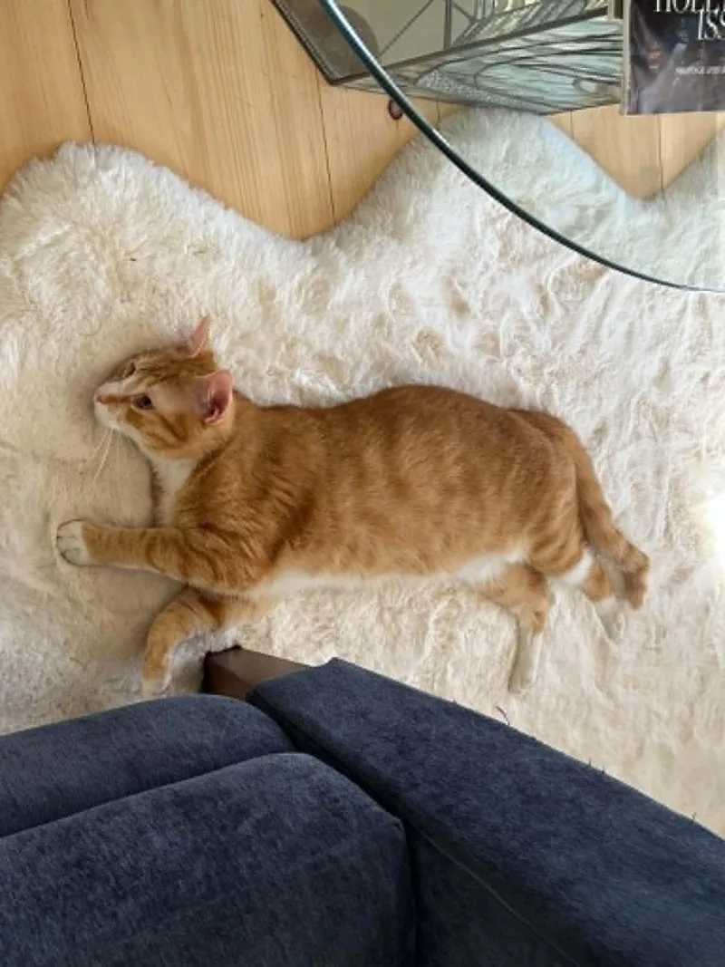 A young medium-sized male Orange / Red Domestic Short Hair cat named Nate for adoption in Wading River, NY
