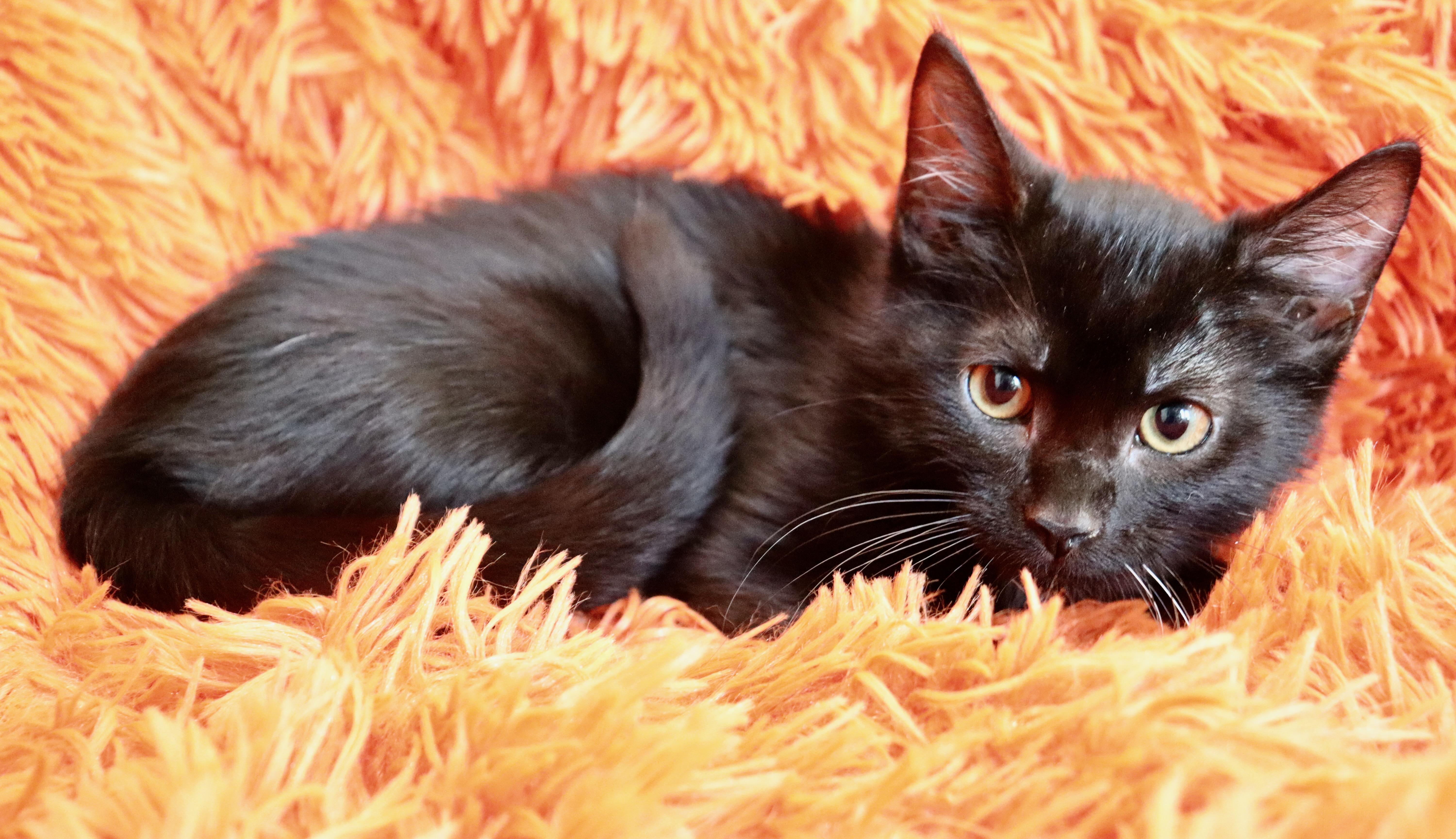 A baby medium-sized male Black Bombay cat named Arlis for adoption in Saint Augustine, FL