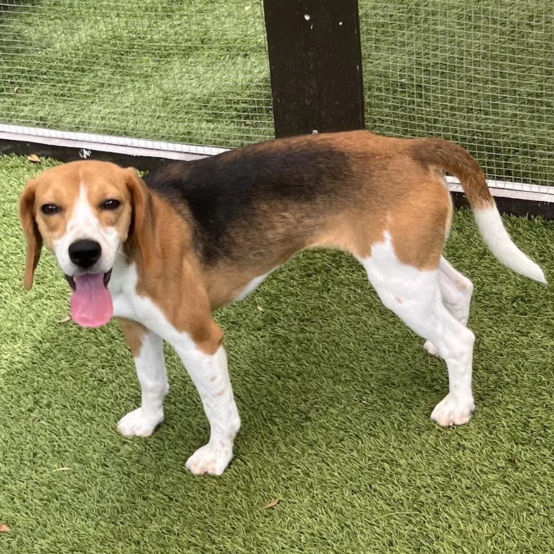 A young small-sized female Yellow / Tan / Blond / Fawn Beagle dog named Doris for adoption in LOXAHATCHEE, FL