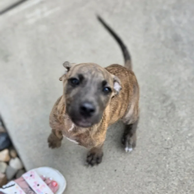 A baby medium-sized male Brindle Mixed Breed dog named Tyson for adoption in Cleveland, TX