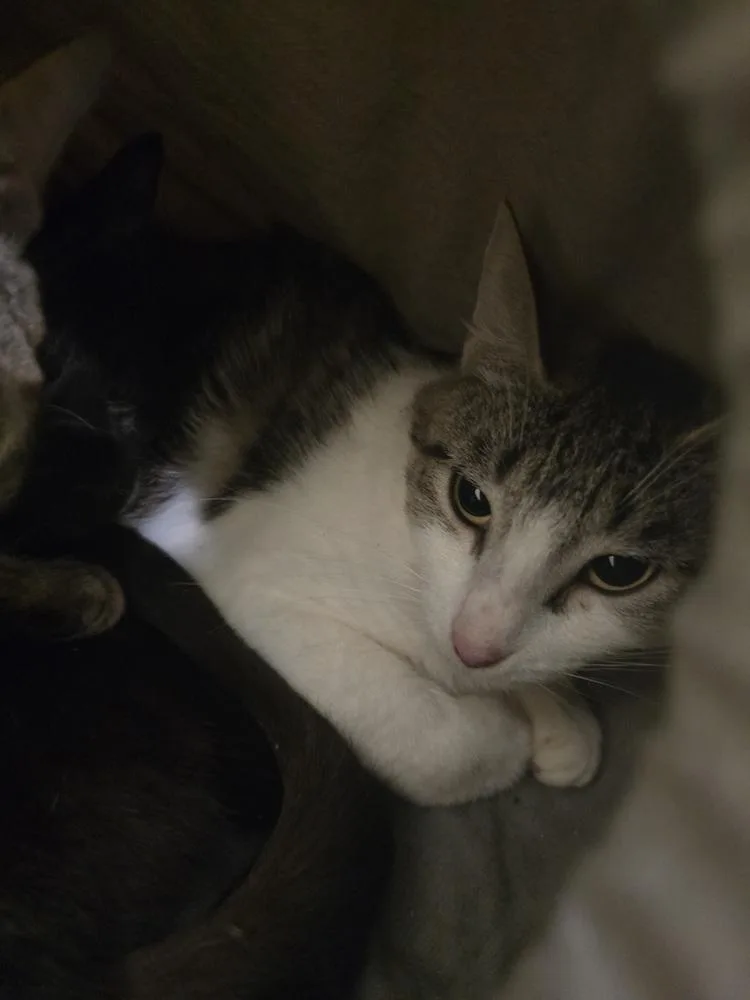 A young medium-sized female Gray & White Domestic Short Hair cat named Mindy for adoption in Vancouver, WA