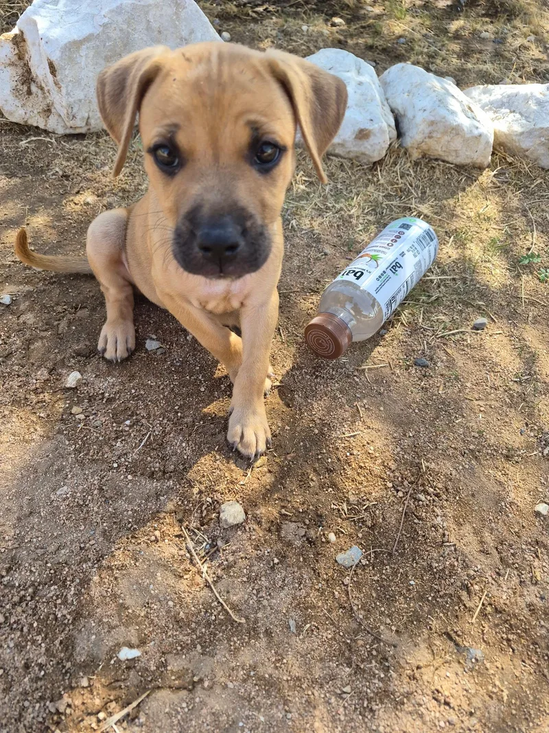 A baby medium-sized female Labrador Retriever dog named Baby for adoption in Monrovia , CA