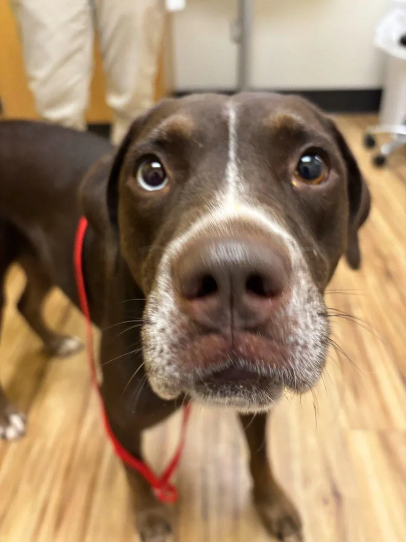 An adult large-sized female Mixed Breed dog named Friend for adoption in Raleigh, NC