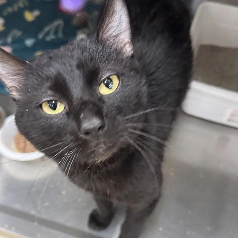 An adult medium-sized male Black Domestic Short Hair cat named Felix for adoption in Winchendon, MA