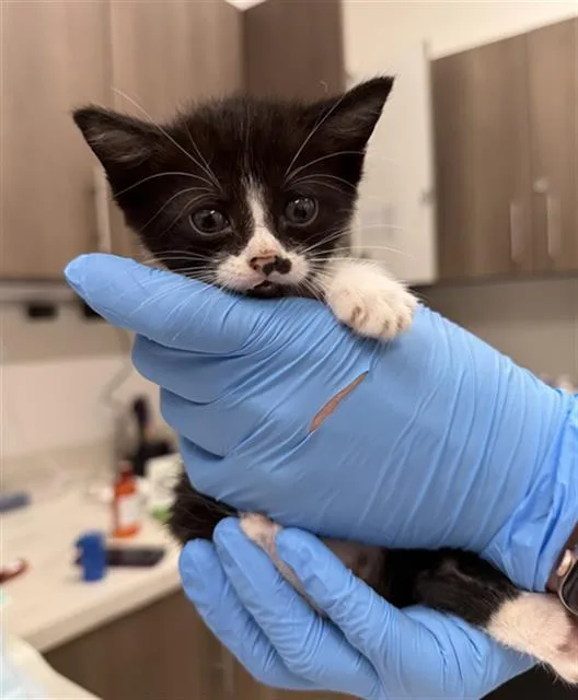 A baby small-sized female Domestic Short Hair cat named Childlike Empress for adoption in Baytown, TX
