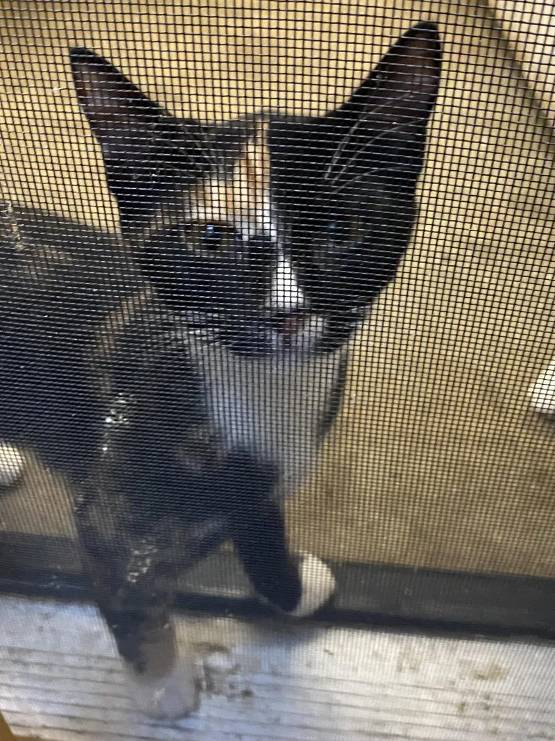 A young medium-sized female Tortoiseshell cat named Intrepid for adoption in Stanwood, WA