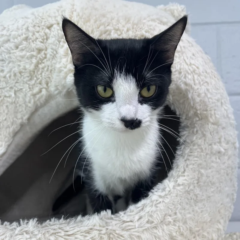 A young medium-sized female White Domestic Short Hair cat named Karen Plankton for adoption in Fairfax Station, VA
