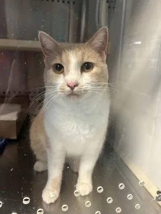 A senior medium-sized female Domestic Short Hair cat named Juni for adoption in Kansas City, MO
