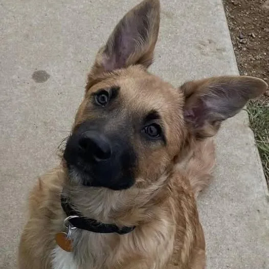 Chewby
