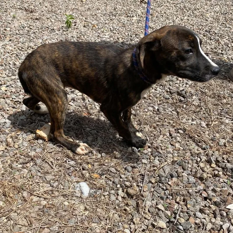 A baby medium-sized female Brindle Plott Hound dog named Tilly for adoption in Stilwell, OK