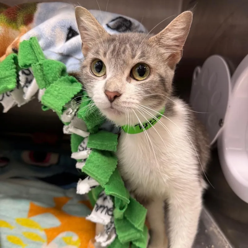 A young medium-sized female Gray / Blue / Silver Domestic Short Hair cat named Teresa for adoption in Fort Wayne, IN