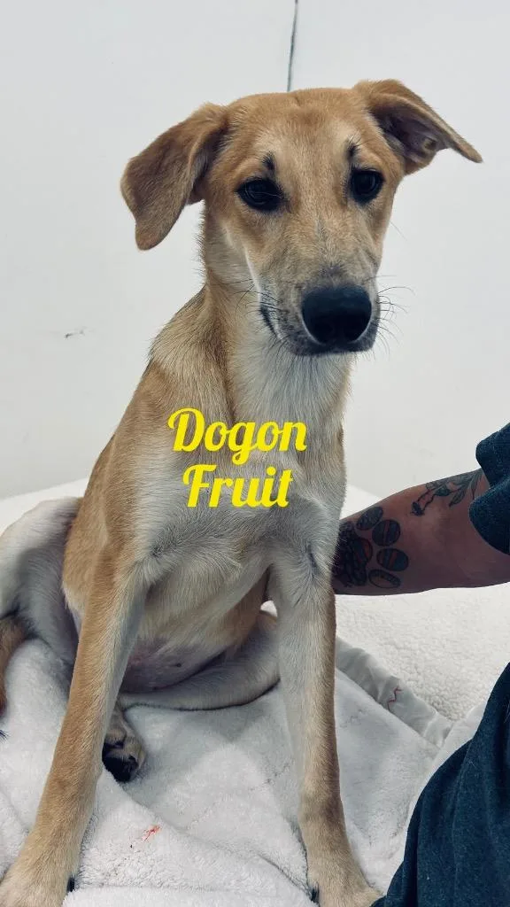 Dogon Fruit