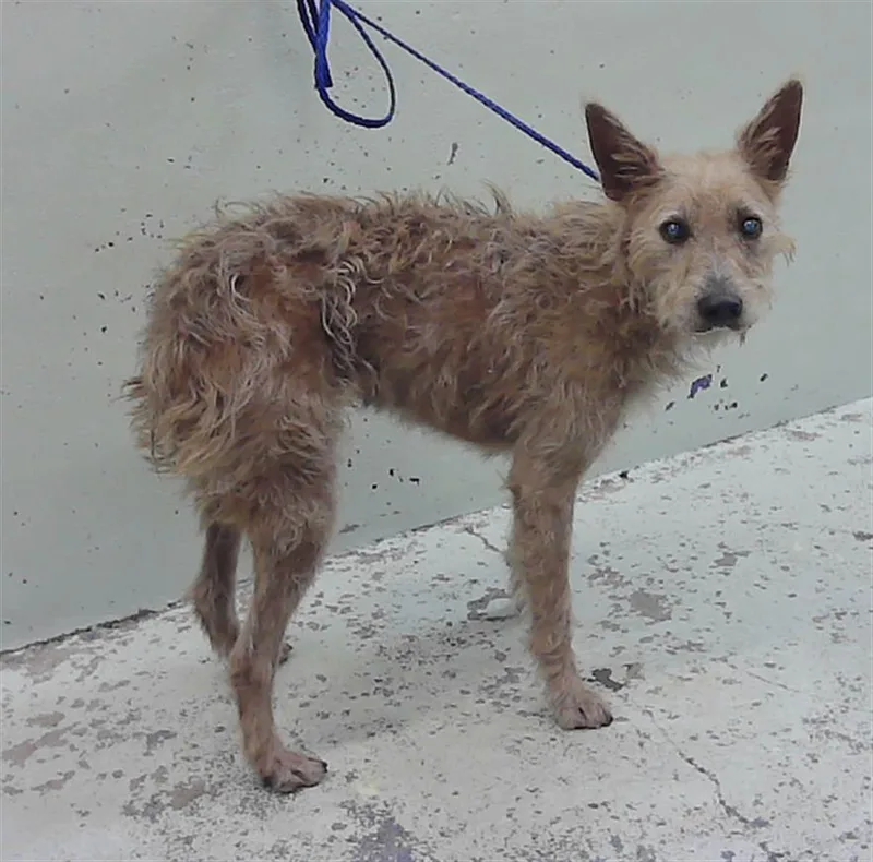 A young medium-sized female Australian Terrier dog named Franie for adoption in Houston, TX